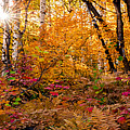 Aspen Burst