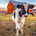 Mooove it