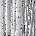 Aspen Wide