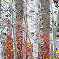 Autumnly 1-4 Ratio