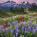 Lupine Meadows